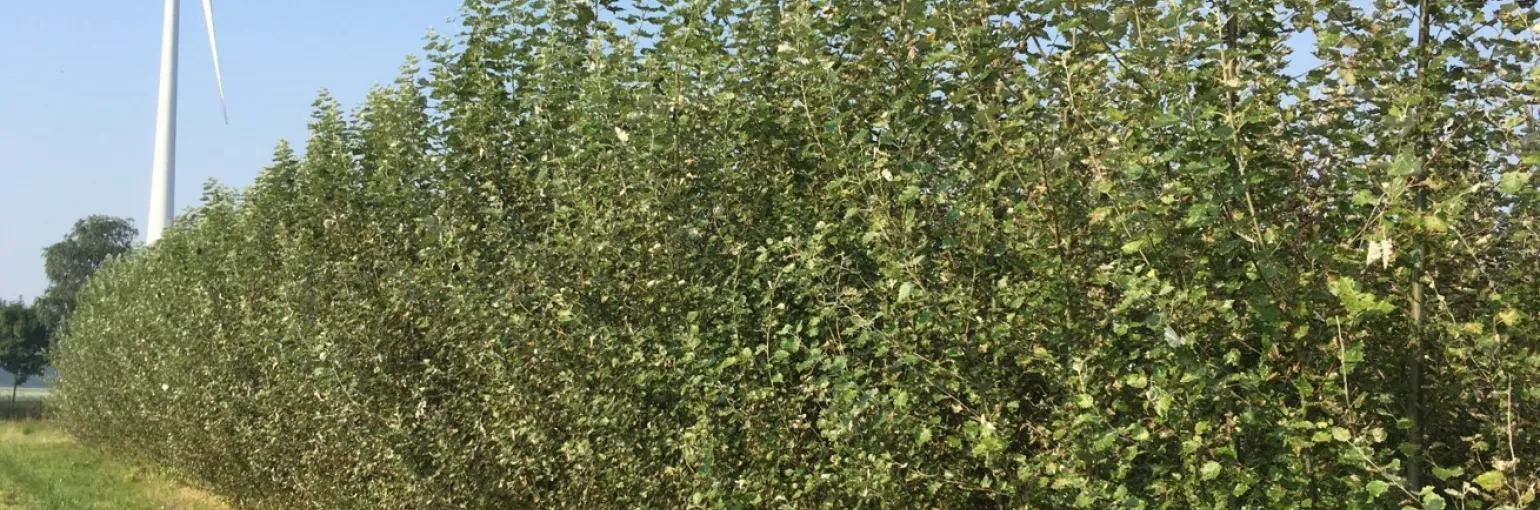 Poplar field trial 